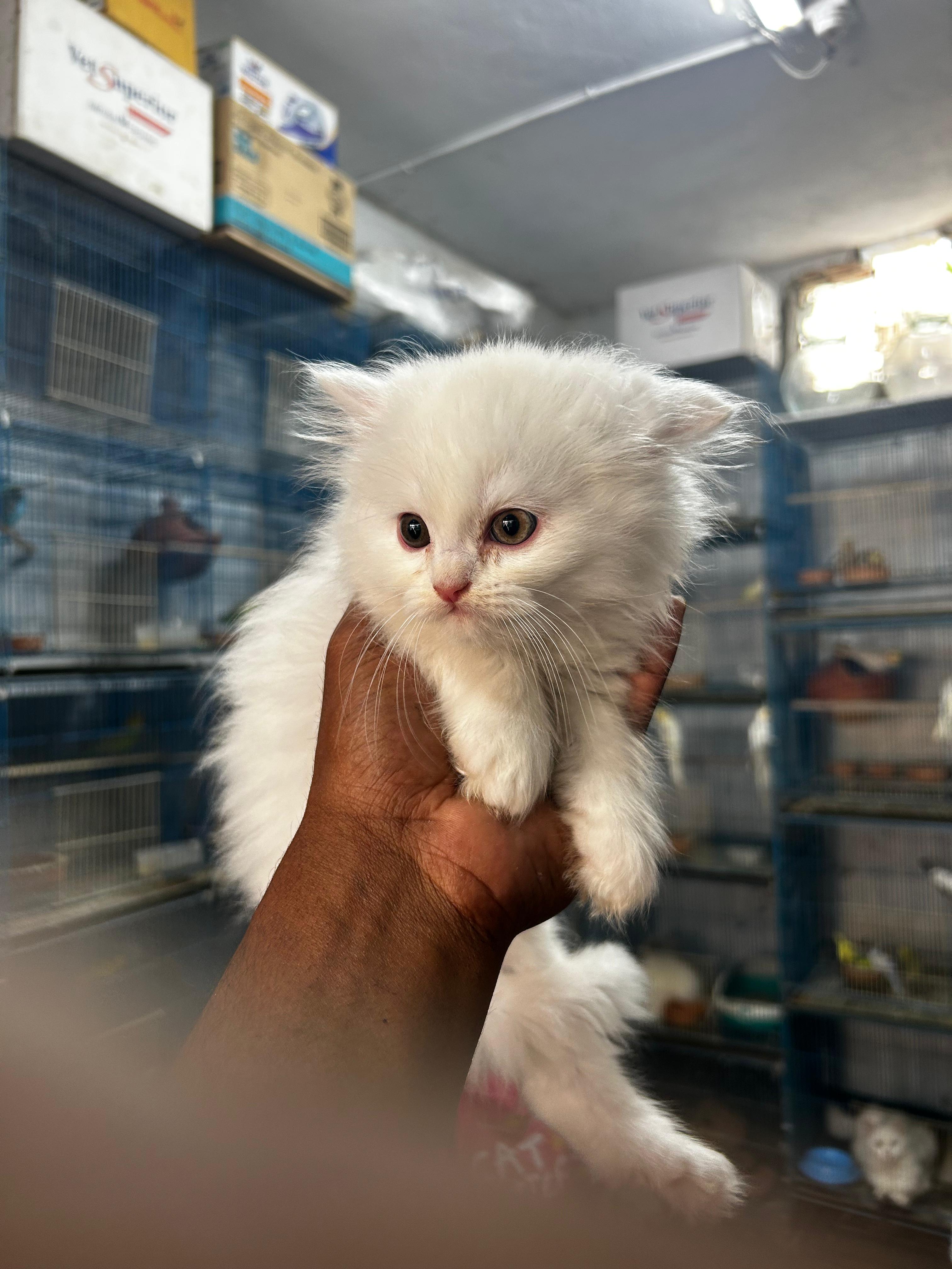 ত্রীপল কোট পার্সিয়ান বিড়াল